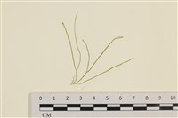 腸滸苔, 河石髮藏品圖，第1張