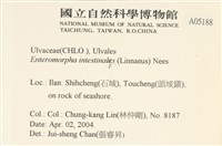 腸滸苔, 河石髮藏品圖，第2張