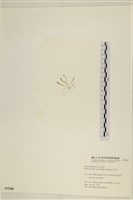 腸滸苔, 河石髮藏品圖，第3張