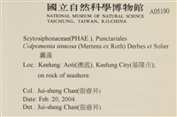 袋苔, 囊藻藏品圖，第2張