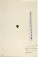 袋苔, 囊藻藏品圖，第3張
