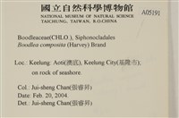 布氏藻藏品圖，第2張