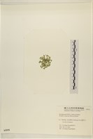 布氏藻藏品圖，第3張