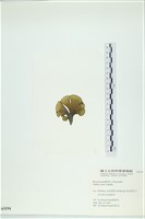 登錄號:A00005194藏品圖，第3張