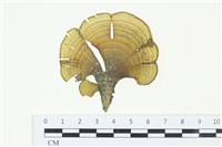 登錄號:A00005194藏品圖，第1張