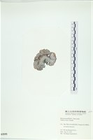 登錄號:A00005195藏品圖，第3張