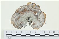 登錄號:A00005195藏品圖，第1張