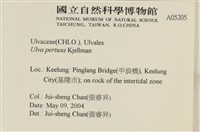 石蓴藏品圖，第2張