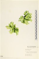 石蓴藏品圖，第1張