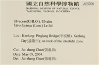 大石蓴, 石蓴藏品圖，第2張