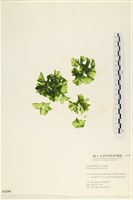 大石蓴, 石蓴藏品圖，第1張