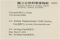 長片石蓴, 裂片石蓴藏品圖，第2張