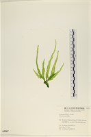 長片石蓴, 裂片石蓴藏品圖，第1張