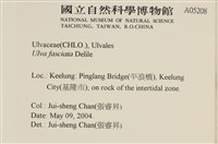長片石蓴, 裂片石蓴藏品圖，第2張