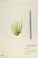 長片石蓴, 裂片石蓴藏品圖，第1張