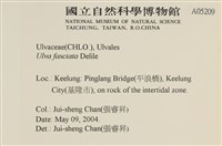 長片石蓴, 裂片石蓴藏品圖，第2張