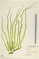 長片石蓴, 裂片石蓴藏品圖，第1張