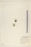 登錄號:A00005211藏品圖，第3張