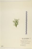 登錄號:A00005212藏品圖，第3張