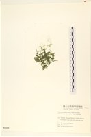 登錄號:A00005213藏品圖，第3張