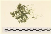 登錄號:A00005213藏品圖，第1張