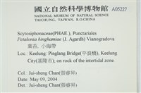 葉苔, 小海帶藏品圖，第2張