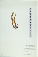 葉苔, 小海帶藏品圖，第3張