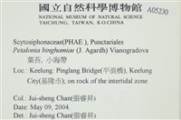 葉苔, 小海帶藏品圖，第2張