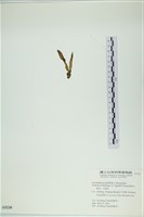 葉苔, 小海帶藏品圖，第3張