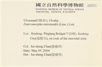 腸滸苔, 河石髮藏品圖，第2張