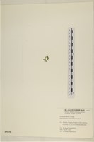 腸滸苔, 河石髮藏品圖，第3張