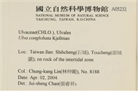 茶花石蓴, 牡丹菜藏品圖，第2張
