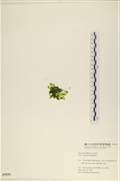 茶花石蓴, 牡丹菜藏品圖，第3張