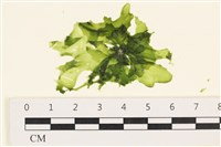 茶花石蓴, 牡丹菜藏品圖，第1張