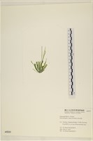 扁石髮藏品圖，第3張