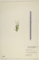 扁石髮藏品圖，第3張