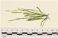 扁石髮藏品圖，第1張