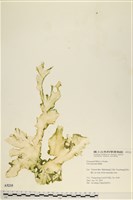 長片石蓴, 裂片石蓴藏品圖，第1張