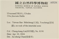 長片石蓴, 裂片石蓴藏品圖，第2張