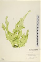 長片石蓴, 裂片石蓴藏品圖，第1張