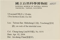 大石蓴, 石蓴藏品圖，第2張