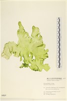 大石蓴, 石蓴藏品圖，第1張