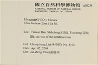 大石蓴, 石蓴藏品圖，第2張