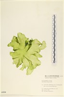 大石蓴, 石蓴藏品圖，第1張