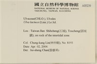 大石蓴, 石蓴藏品圖，第2張