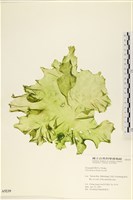 大石蓴, 石蓴藏品圖，第1張