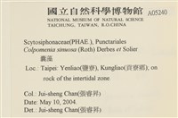 袋苔, 囊藻藏品圖，第2張