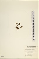 袋苔, 囊藻藏品圖，第3張