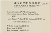 袋苔, 囊藻藏品圖，第2張