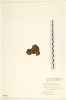 袋苔, 囊藻藏品圖，第3張